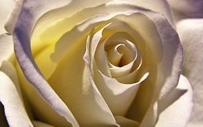 White Rose Anniversary