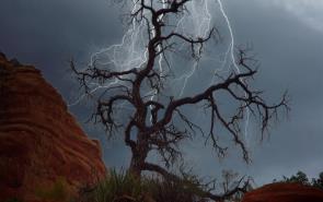 Stark Tree With Strom Approaching