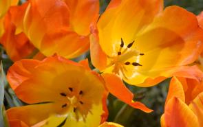 Tulips Orange Yellow