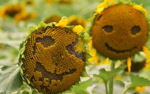 Sunflowers Happy