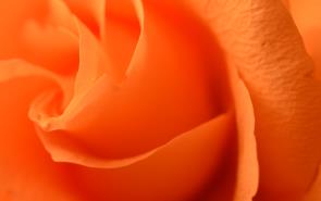 Rose Soft Orange