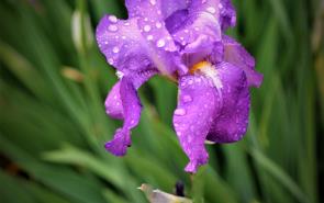 Iris In Rain