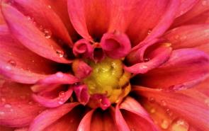 Pink Dahlia In Rain