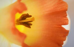 Daffodil Yellow Orange