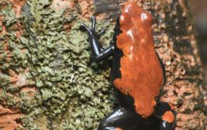 Poinsonous Tree Frog