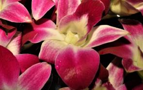 Orchid Deep Purple