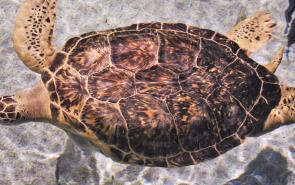 Wounded Turtle