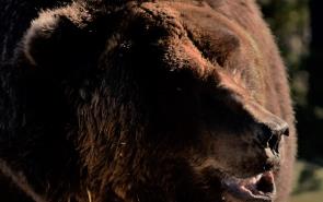Bear Wyoming Grizz