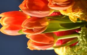 Tulips Orange Cluster