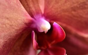 Orchid Mauve