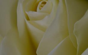 Rose Of White