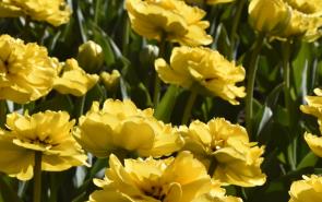 Tulips Yellow Double